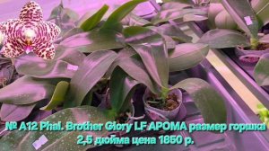 № А12 Phal. Brother Glory LF АРОМА размер горшка 2,5 дюйма