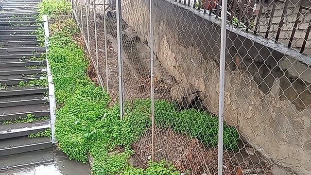 Кисловодск в мусорных свалках! Ул. Одесская. 13.04.2026 г.