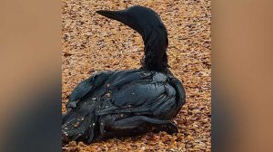 В Анапе снова спасают птиц после появления пятна нефтепродуктов