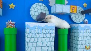 Хомячки играют в домике! Запутанный лабиринт #4