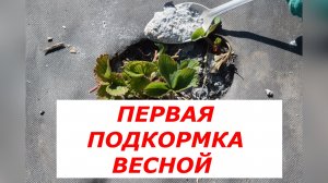 Клубника попрёт как на дрожжах! Первая весенняя подкормка: Мочевина + Зола