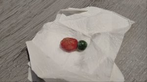 абхазия, сухум, сухуми, мармеладное дерево, плоды мармеладного дерева, ботанический сад сухум,