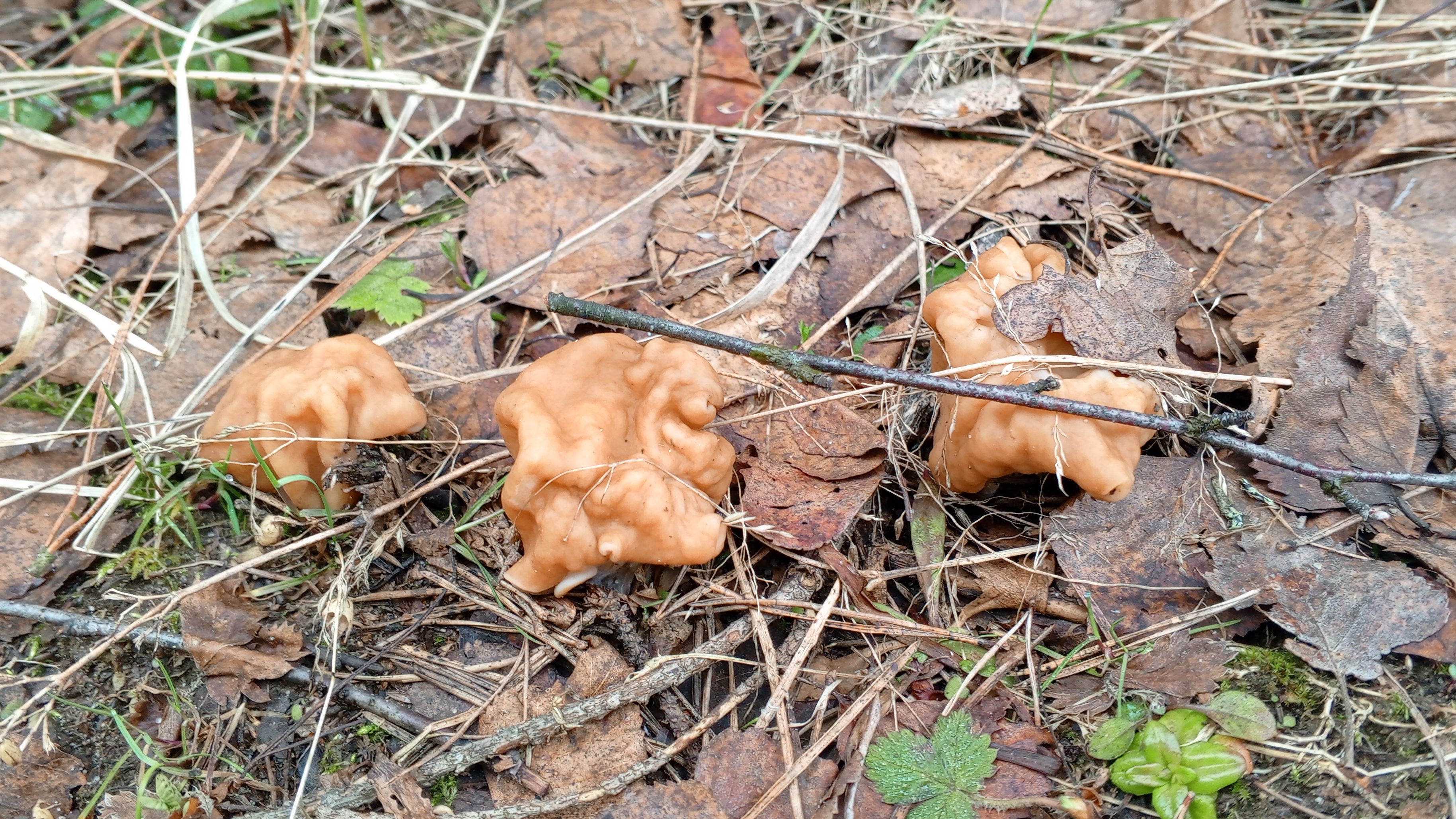 Первые грибы в этом году. 12 апреля 2026