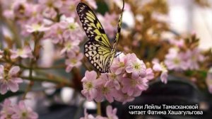 УТРО  ИНГУШЕТИИ 140426