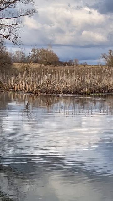 Встреча с бобром   ( р  . Турдей )
