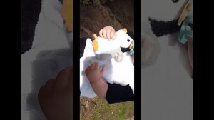 Влог и прогулка с риборном Мишей