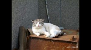 Оживление фотографии №185