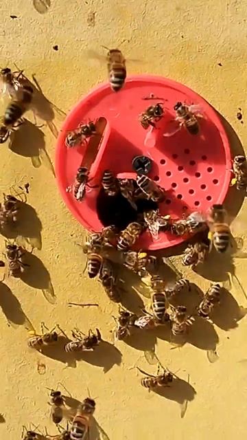 хороший,теплый денек,несут пыльцу с ветряницы,мать-и-мачехи и вербы