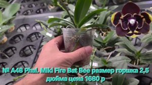№ А48 Phal. Miki Fire Bat Bee размер горшка 2,5 дюйма
