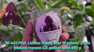 № А44 Phal. Lianher Happy Star 18 peloric  3 lips размер горшка 2,5 дюйма