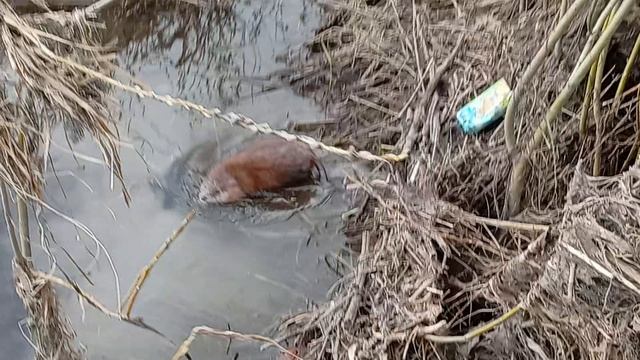 бобр на дону