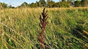 Травный день