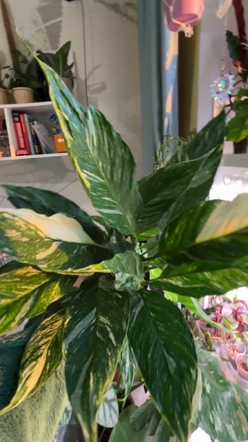 Спатифиллум Даймонд - как выглядит растение (обзор вида и сорта)