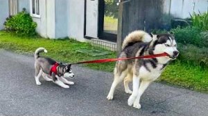 СОБАКИ ВПЕРВЫЕ СТАЛИ РОДИТЕЛЯМИ. САМЫЕ СМЕШНЫЕ МОМЕНТЫ