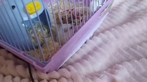 Гриша и фрося