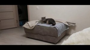 Как живут мои кошки