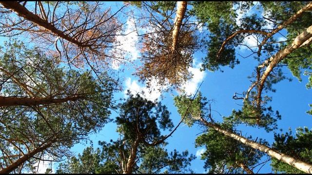 Б. Пастернак. Сосны