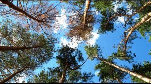 Б. Пастернак. Сосны