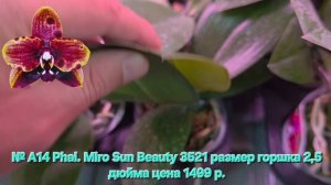 № А14 Phal. Miro Sun Beauty 3521 размер горшка 2,5 дюйма