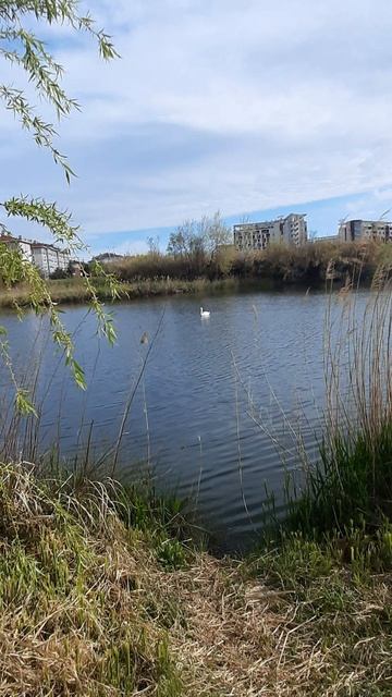 А белый лебедь на пруду...