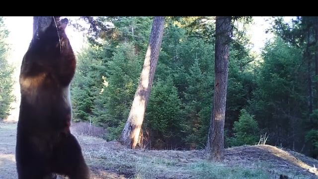 Медведь чешет спину видео