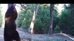 Медведь чешет спину видео