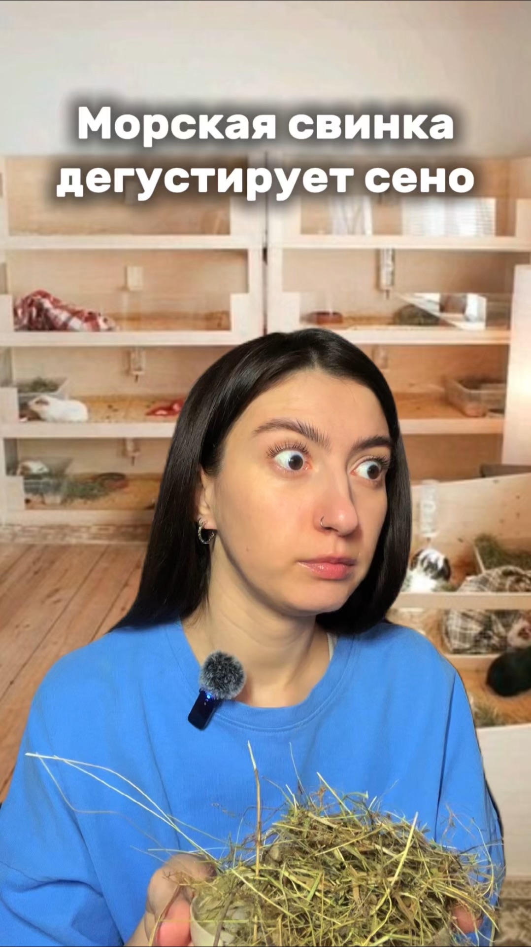 Морская свинка дегустирует сено