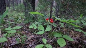 С днём рождения, заповедник! 🎉🌿
