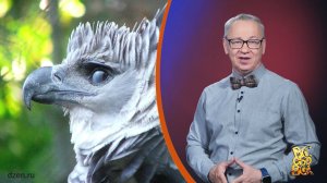 Всё обо всём. Орёл гарпия. Выпуск от 10.04.26