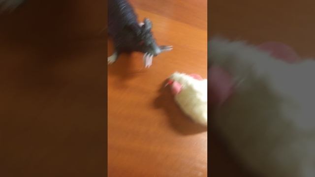 кошки мышки 2 часть