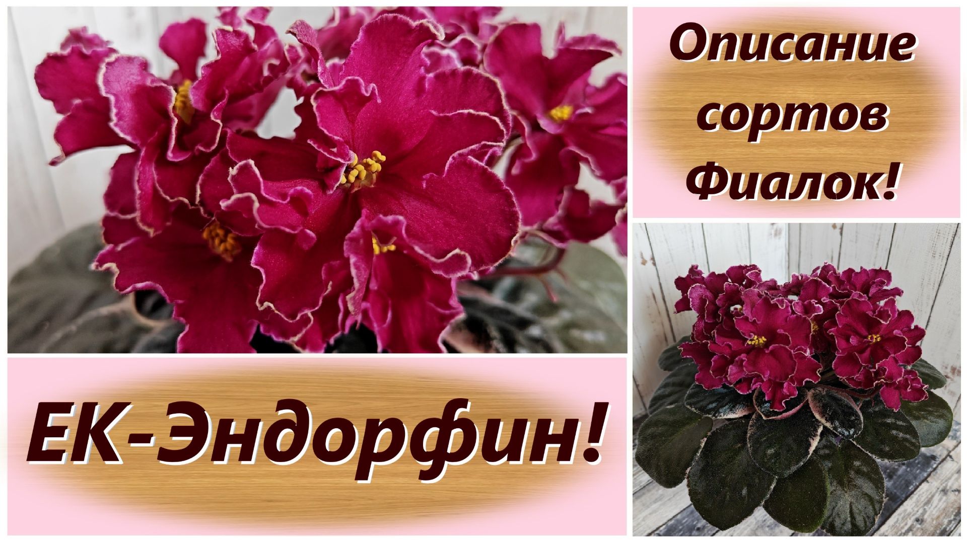 Описание сортов Фиалок! ЕК-Эндорфин!