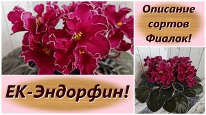 Описание сортов Фиалок! ЕК-Эндорфин!