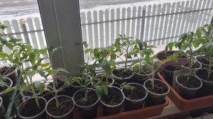 У всех по разному/2 день Пасхи,мы отдыхаем/ что с моими растишками на подоконнике/