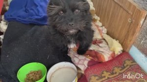 Собачка идет на поправку Пеку булочки