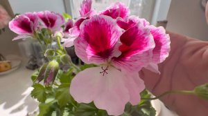 Влог. Пасха. Заказ фаберлик. Как растет алоказия. Апрель 2026