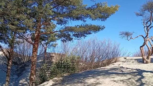 Прогулка вдоль моря и в сосновом бору