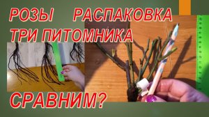 РОЗЫ от ТРЕХ питомников. СРАВНИМ?