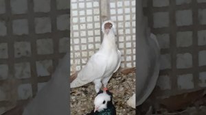 космачи Александра Ивановича