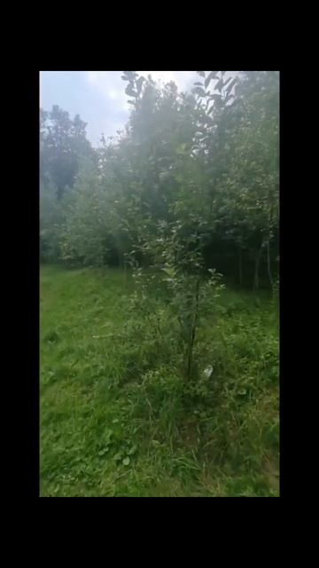 село Шишкино