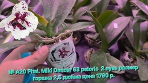 № А20 Phal. Miki Dancer 63 peloric  2 eyes размер горшка 2,5 дюйма
