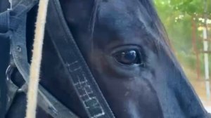 Конные прогулки в Геленджике