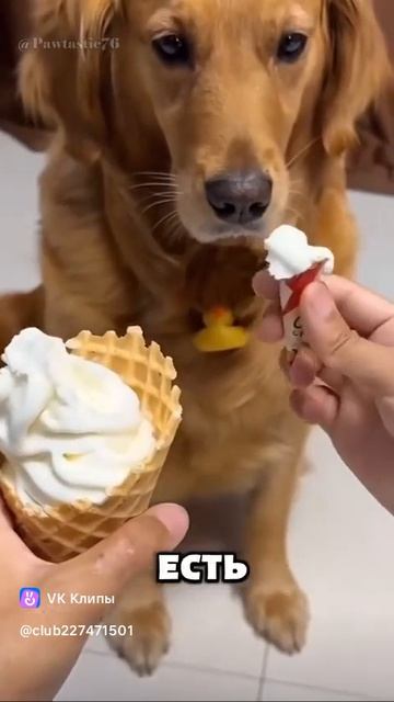 Cute dog 🐕 Ретривер