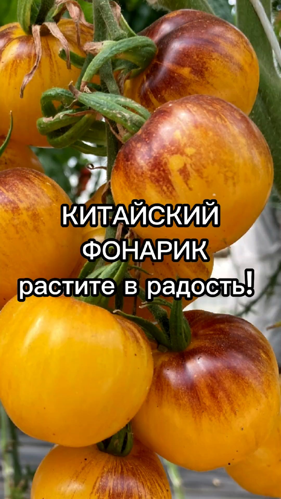 Сорт необычного томата для выращивания в теплице.