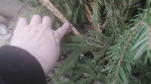 Шок! Розы не перезимовали! 👀😡