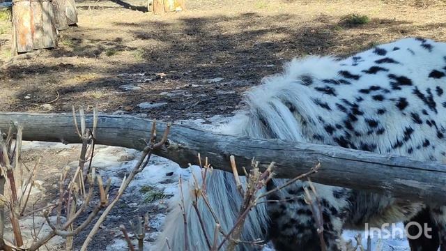 Весенняя прогулка по зоопарку