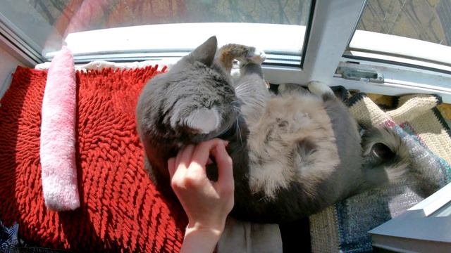 Распаковки Разных Сюрпризов Прогулки по Улицам и Котики с.