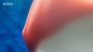 EP.137 Nonchalant Seaweed Flirting  SEALOOK Official