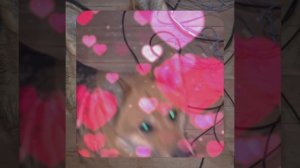 1000056006.mp4 (Собака наблюдает за устройством лестницы на 2-ой этаж в доме А-фрейм)