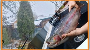 Апрельская метель.  Не проиграла! Потрошу форель из Светофора.