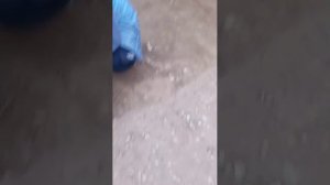 (Boxing Board) догонялки присятки